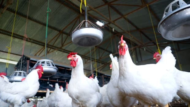 Organic Chicken Pioneer Triples Production as Demand Skyrockets