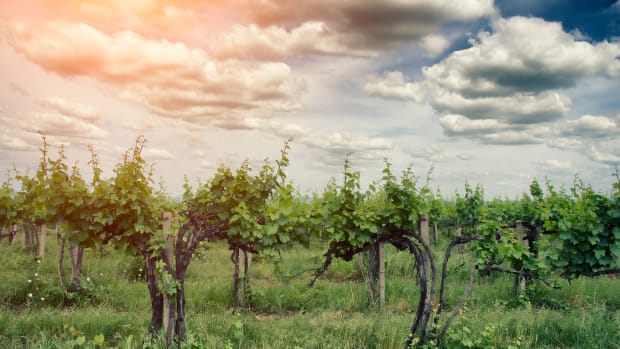 Sustainable wineries are great for many reasons.