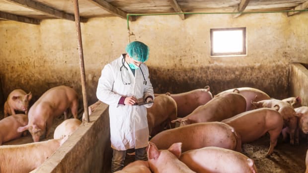 Antibiotics in Livestock Animals Still on the Rise, Says FDA
