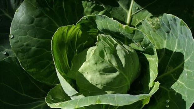 3-Distinct-Cooking-Methods-for-Green-Cabbage-This-Season-2_ccflcr_-ali-graney_12.6.12