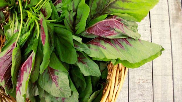 Amaranth Greens are the New Kale