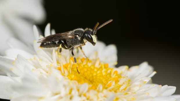 7 Hawaiian Bees Added to Endangered Species List