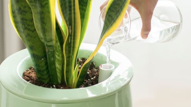 This Pretty Natural Air Purifier Is Powered By Plants
