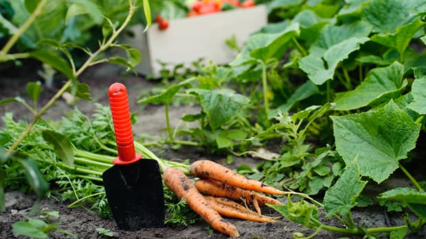 Veganic Farming: Can it Save the Vegan Diet from Animal-Based Soil?
