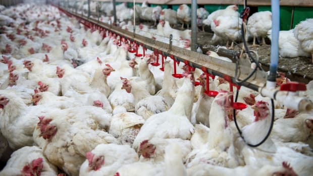 Are Better Regulation for Humane Slaughter of Poultry Finally Happening?