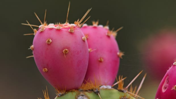 Prickly Pear Cactus, Papaya, and Kale Top List for Illegal Pesticide Contamination, Report Finds
