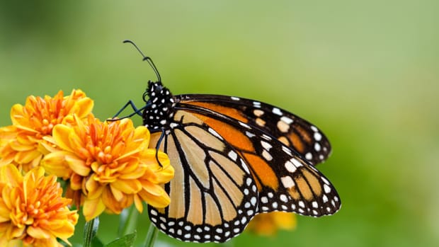 Helping the Monarch Butterfly