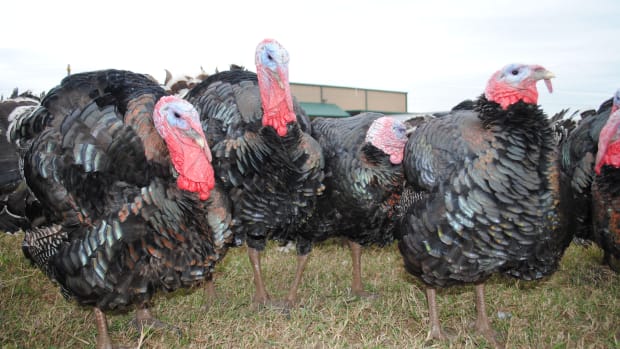 3 Essential Things to Know About Sustainable Thanksgiving Turkeys