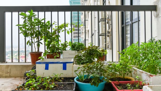 5 Practical Home Garden Solutions for City Dwellers (No More Excuses!)