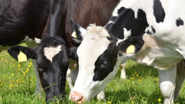 Is Grass-Fed Beef Disappearing for Good?