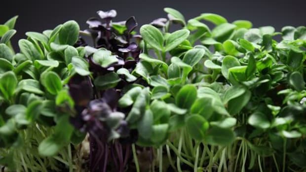 Micro Greens=Mega Nutrition: Your Guide to How to Grow Microgreens