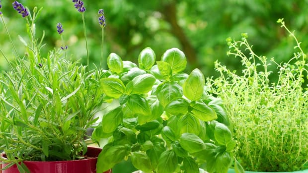 Herb Garden Pruning 101: Your Hands-On Guide to Quick and Easy Care