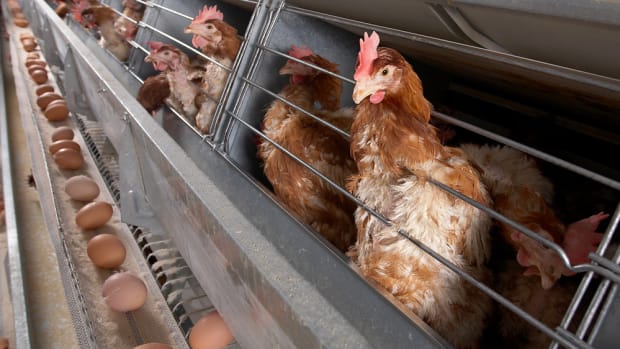 Factory Farms Exposed: A New Book Takes Us Behind the Barn Door