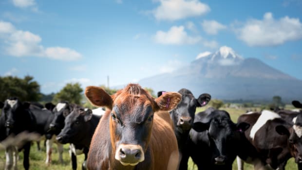 USDA Kills Organic Livestock Rule