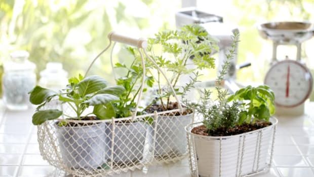 10 Simple Secrets for a Successful (and Yummy) Indoor Herb Garden