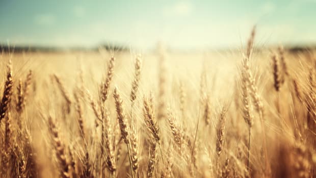 effects of climate change may include toxic wheat
