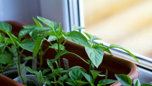 how to grow vegetables indoors