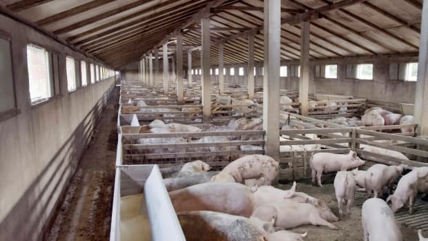 Deadly Superbug Mysteriously Appears on U.S. Pig Farm