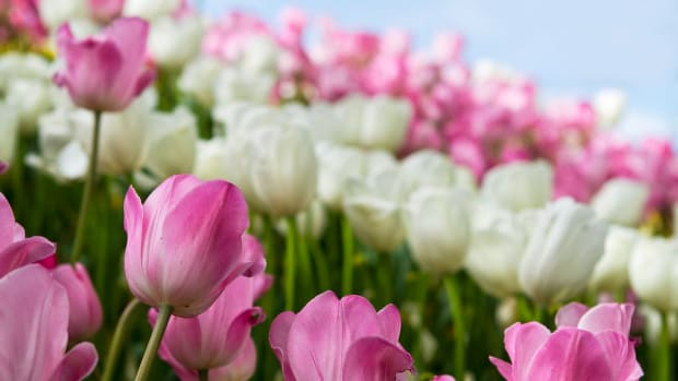 Tulips are stunning pring flowers.