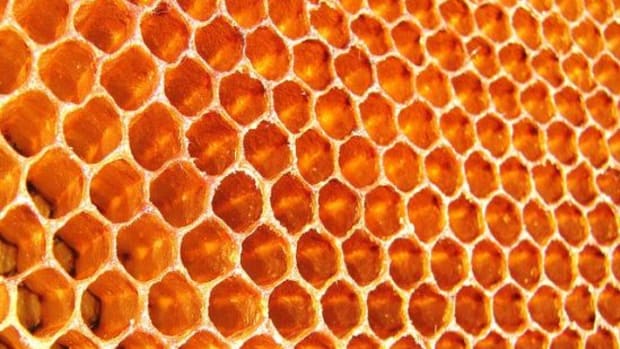 honeycomb-ccflcr-wildxplorer