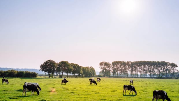 Meat and Dairy Industries May Soon Contribute More to Climate Change than Fossil Fuel, New Report Shows