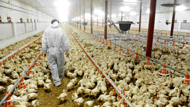 Bird Flu Hits Tyson Foods Supplier in Tennessee