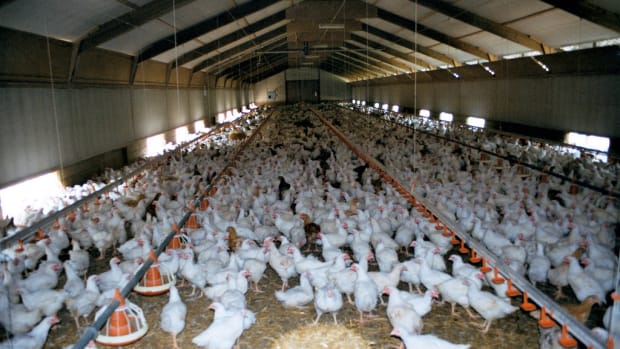 broiler chickens