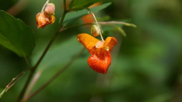 jewelweed-ccflcr-lhalstead