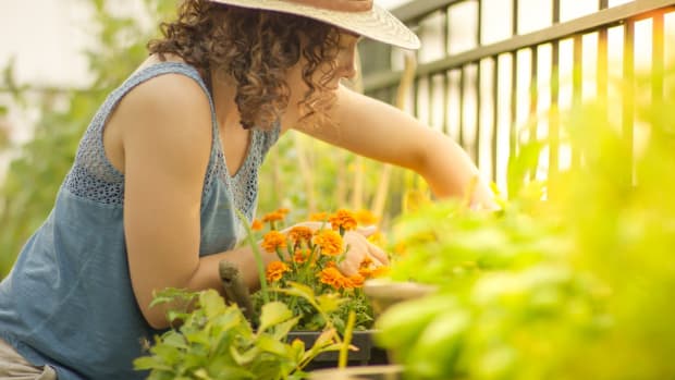 11 Fun New Herbs and Vegetables to Grow in Your Home Garden