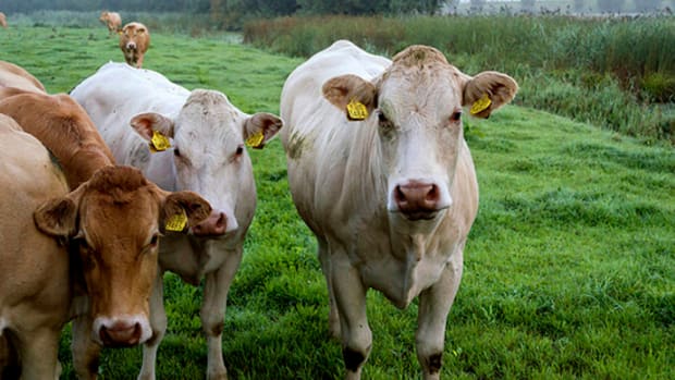 Picture of cows in grassy field