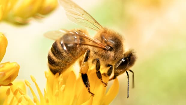 Honey Bees Become Addicted to the Pesticides That Are Killing Them, Study Finds