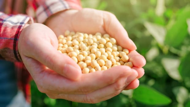 organic soybeans