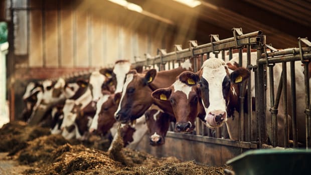 USDA Withdraws Humane Regulations for Organic Meat
