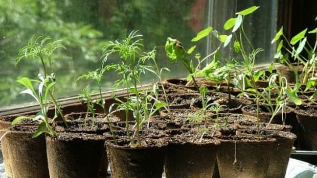 seedlings-ccflcr-drstarbuck