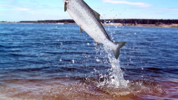 Genetically Modified Salmon Banned from Import... For Now