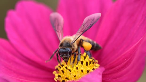 Stopping Colony Collapse Disorder: EPA Halts Use of Pesticides Thought to Be Responsible for Mass Bee Die-Offs