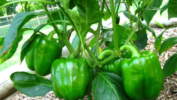 growing bell peppers photo