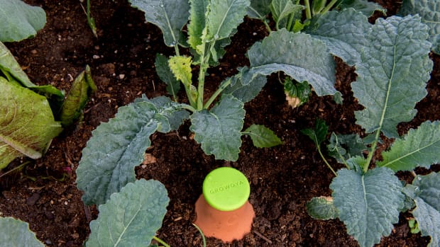 How This Super Simple Tool Can Up Your Organic Gardening Game