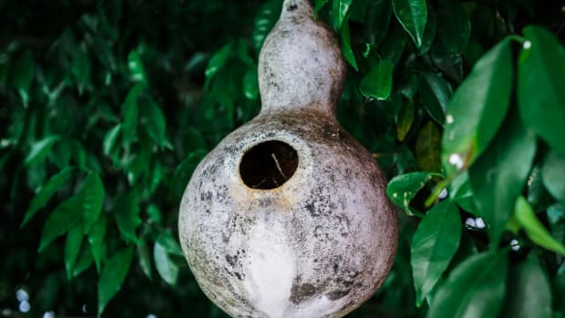 how to make a gourd birdhouse