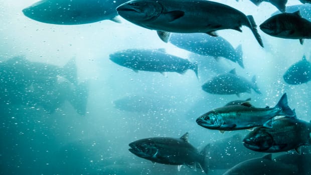AquAdvantage Blocked from Importing GMO Salmon Pending Federal Labeling Regulations
