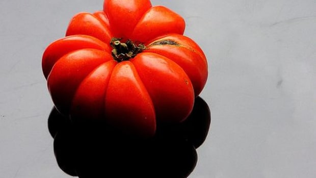 tomatoes-ccflcr-muffet