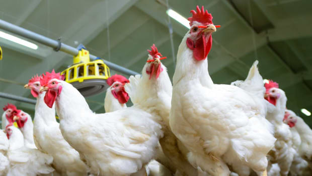 antibiotic-free chicken