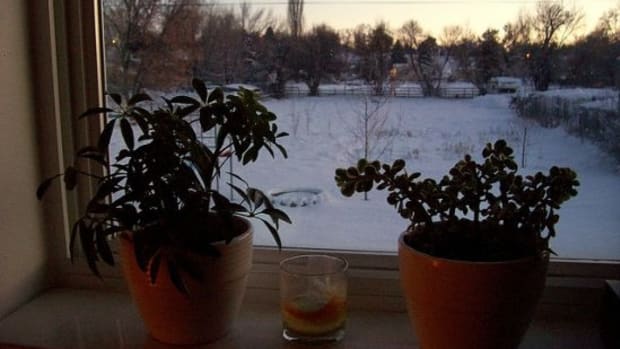 winterplants-ccflcr-shawnecono