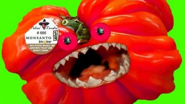 scary-GMO-tomato-ccfl