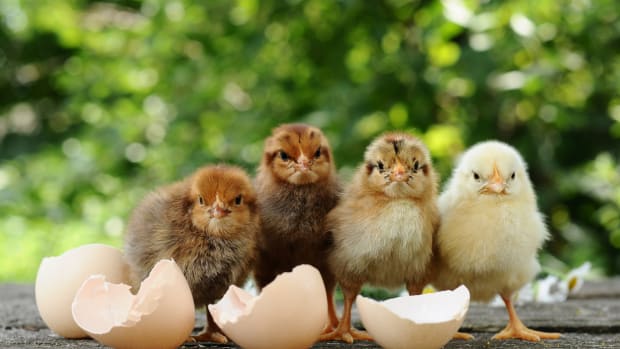 First Organic Chicken Hatchery Opens in PA