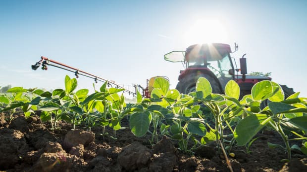 Monsanto's Panicked Farmers Use Illegal Herbicide to Battle Resistant 'Superweeds'