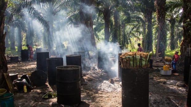 Can Palm Oil Truly Be Sustainable?