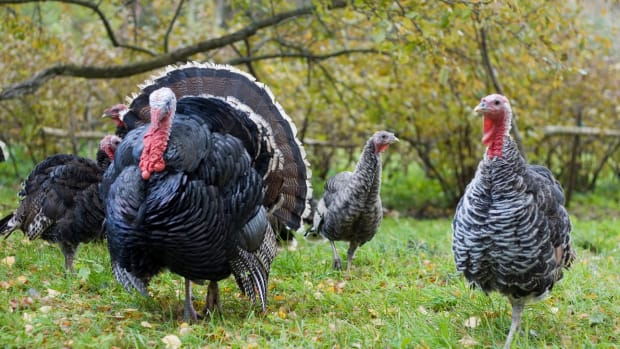 6 Lessons I Learned Raising Narragansett Heritage Turkeys