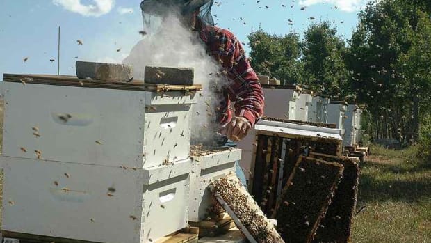 beekeeper6-15