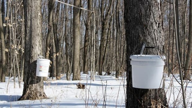 health benefits of maple syrup